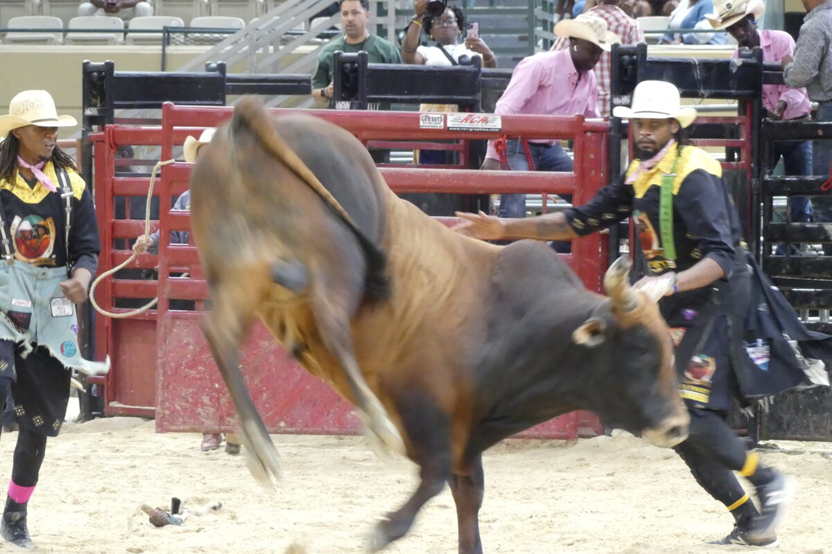 A brown bull bucks in the arena while rodeo staff in cowboy hats watch closely from behind the red metal chute.