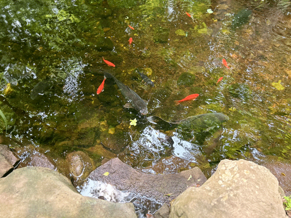 Bird's-eye-view looking down into a fish pond where about eight reddish orange koi or large goldfish are swimming. There are large rocks along the edge of the pond.