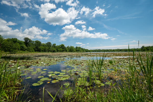 A calm lake under a bright blue sky with scattered, fluffy white clouds. The lake is photographed from the bank, where large sprawling patches of lily pads cover the surface of the water.
