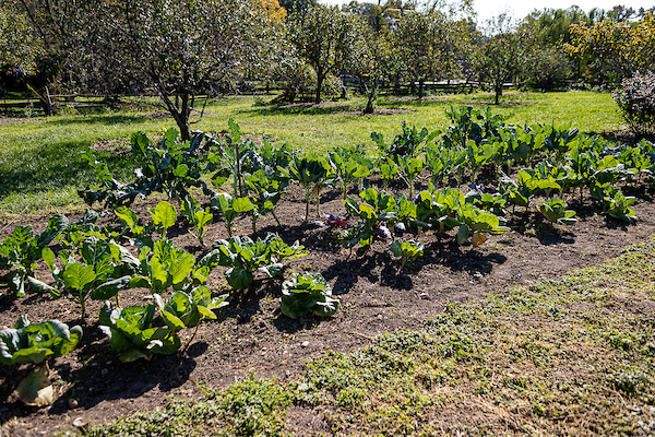 Leafy plants growing in rows in a garden.