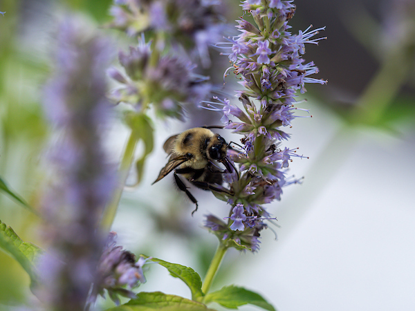 A bee perched on a flower drinking nectar.